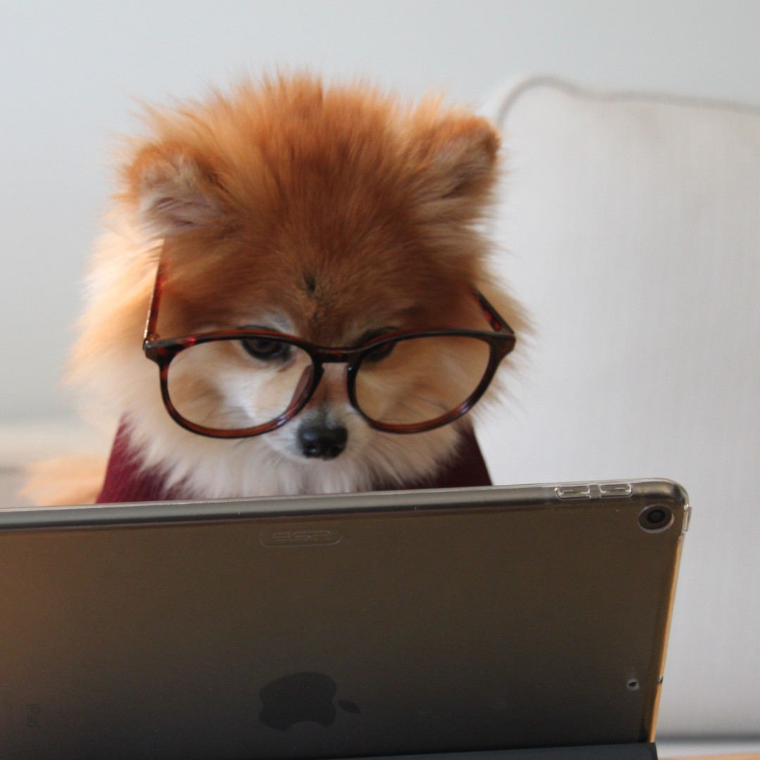 Pomeranian dog wearing glasses and studying a tablet