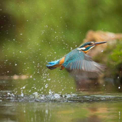 Photograph of a colorful bird splashing across the water with greenery in the background