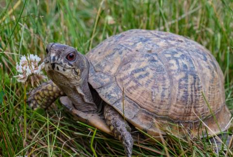 Eastern box turtle