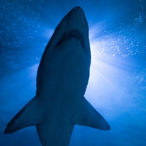 a great white shark, photographed from below with sunlight filtered through water glittering behind it