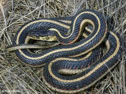 garter snake