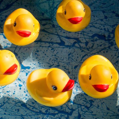 Five yellow rubber duckies floating on water in a blue basin.