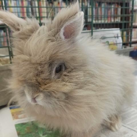 A close-up shot of Henry, a very fluffy tan rabbit. He's standing in front of his cage.