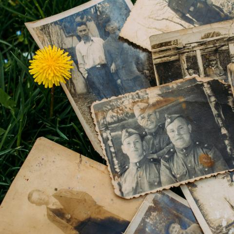 assorted worn black and white historical photos with a single yellow flower 