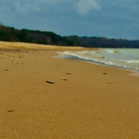 A sandy beach with a tree line in the distant background