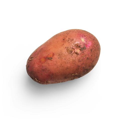 A red potato sitting alone on a white background