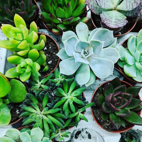 Overhead view of varied succulent plants in shades of green