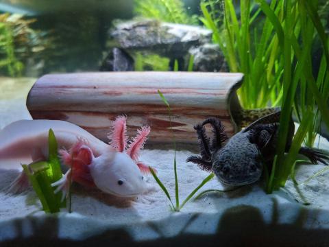 Two axolotl salamanders in their tank, one is pink and one is black.