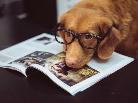 A brown dog wearing human eyeglasses, reading a book about dogs