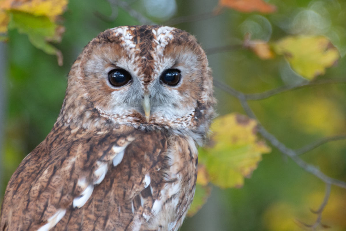 Owl in a tree