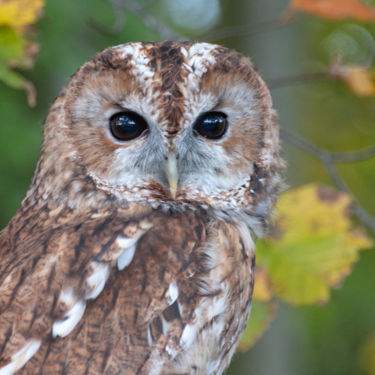 Animals default image: An owl looking directly at the viewer.