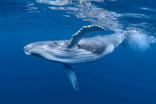 Humpback Whale