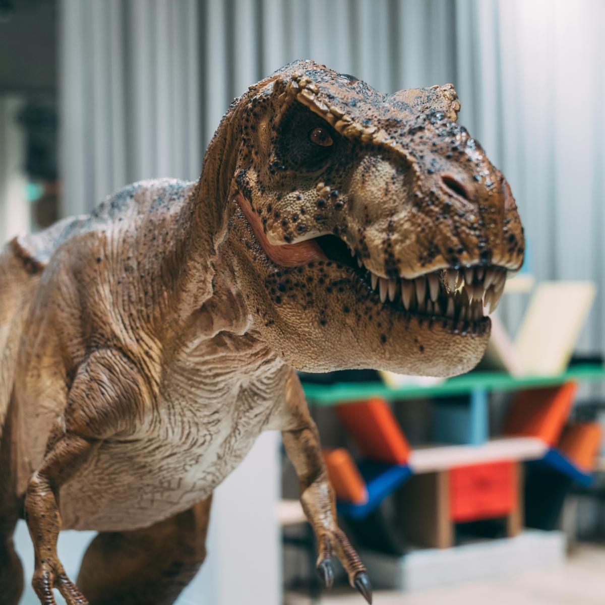 A detailed tyrannosaurus rex model in an office environment