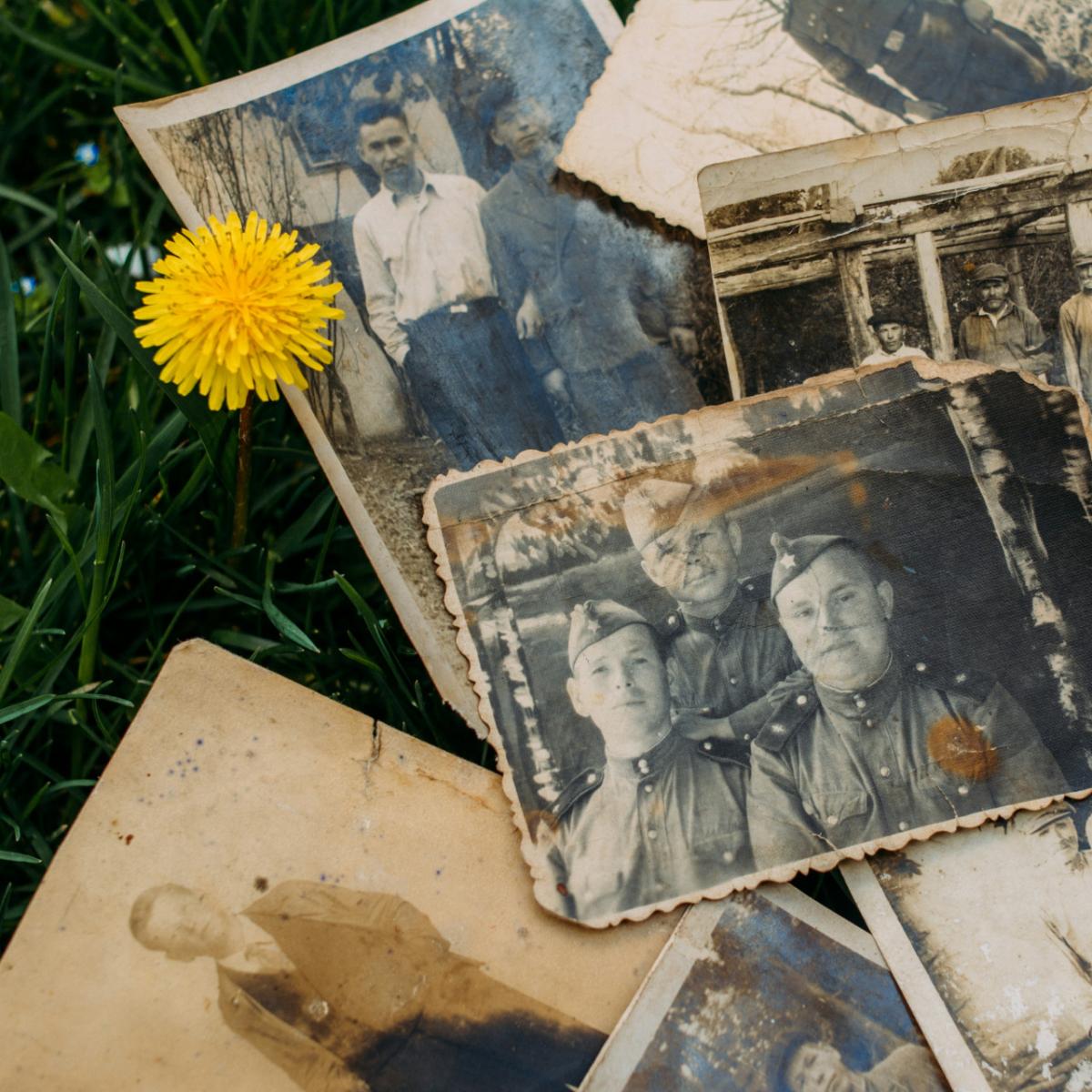assorted worn black and white historical photos with a single yellow flower 